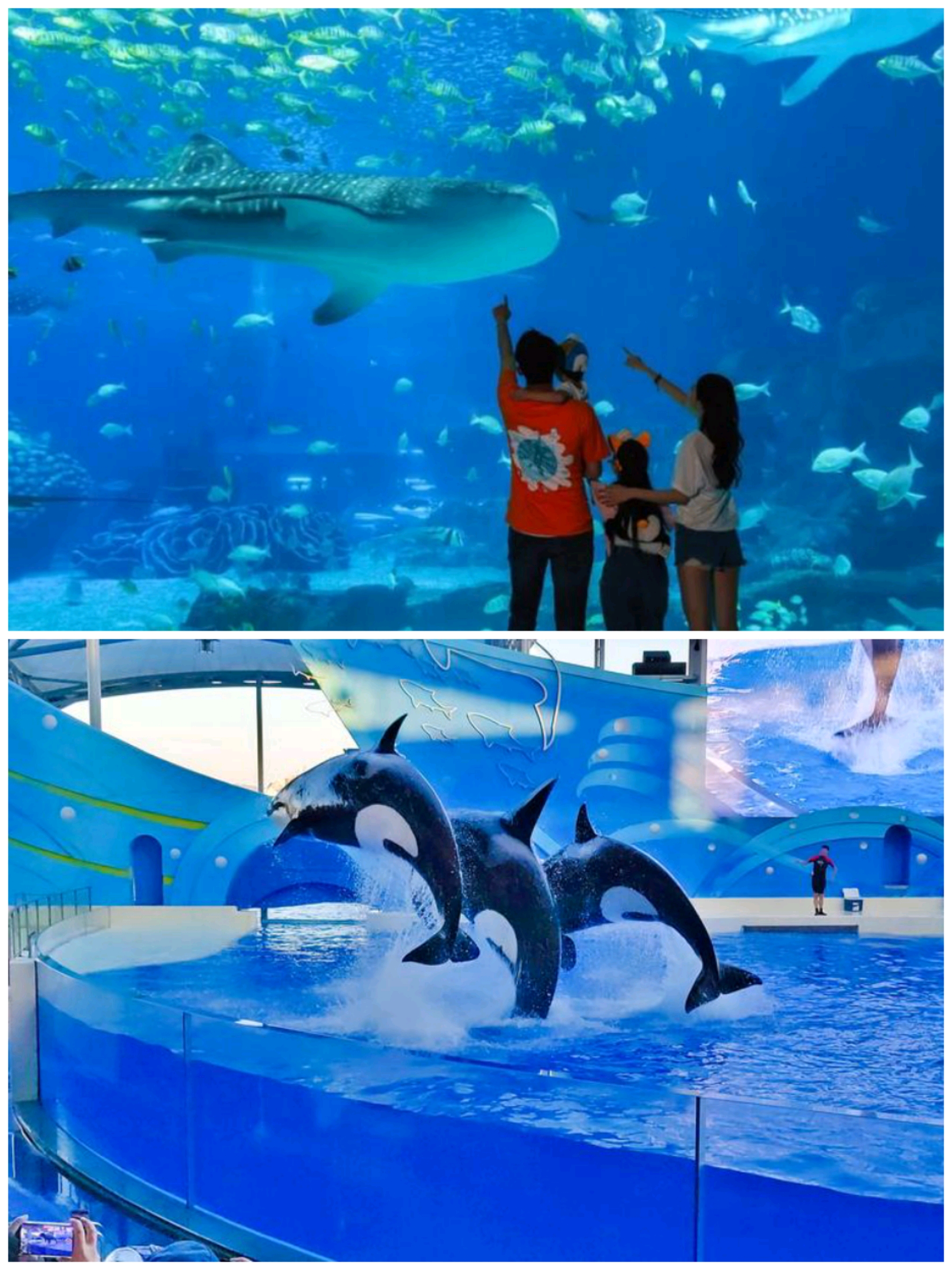 8个月宝宝适合去海洋馆么 0ec9d6dce79344c189f107d246035f1ff93f6038.jpg