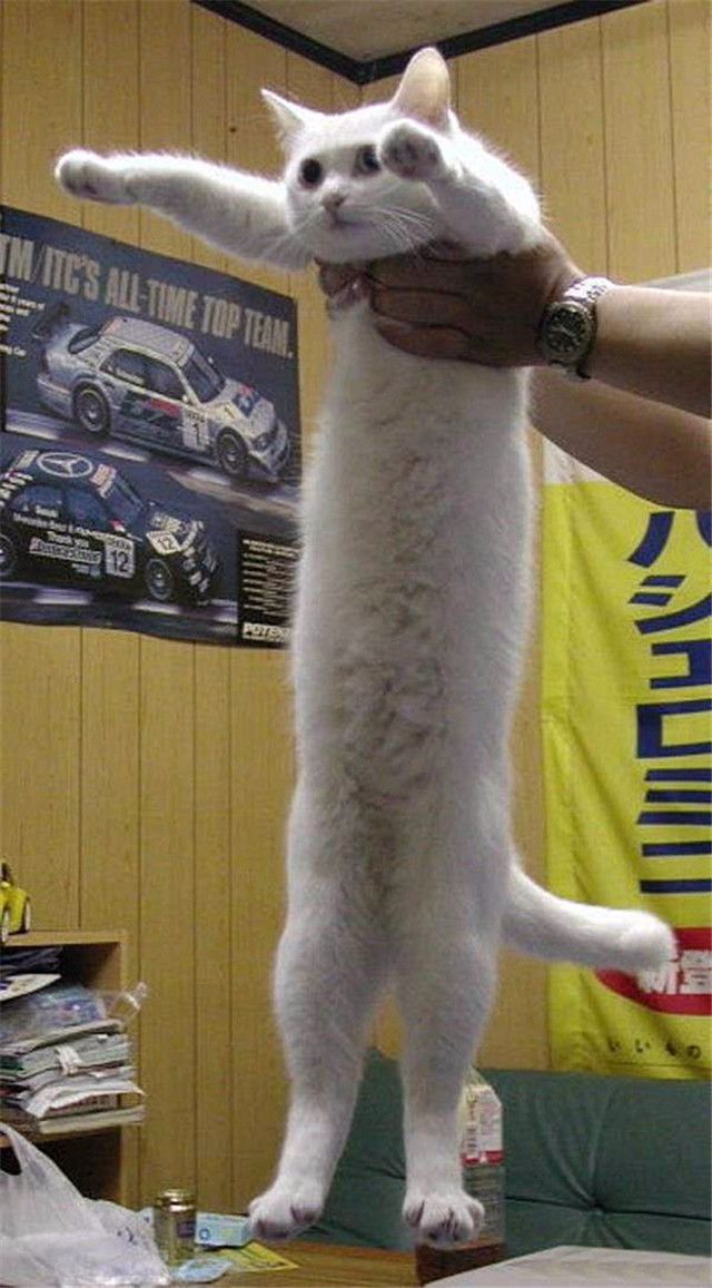 呵~你的腿可能都没猫长!