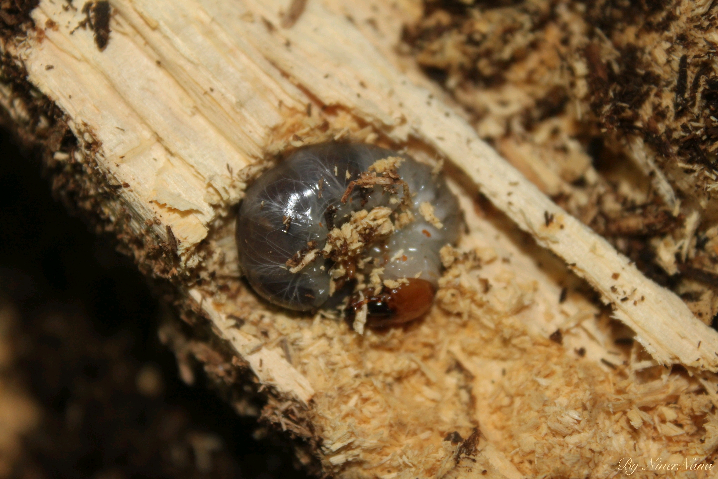 苏门巨扁锹形虫dorcus titanus yasuokai幼虫(写真)