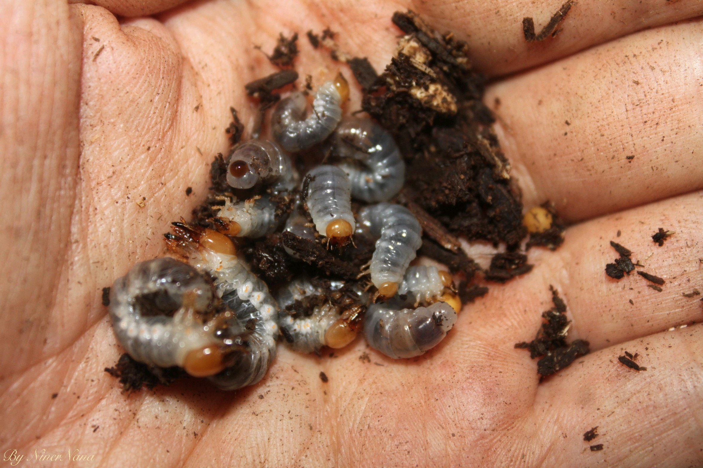 北峰中大锹形虫dorcus hopei hopei幼虫(写真)