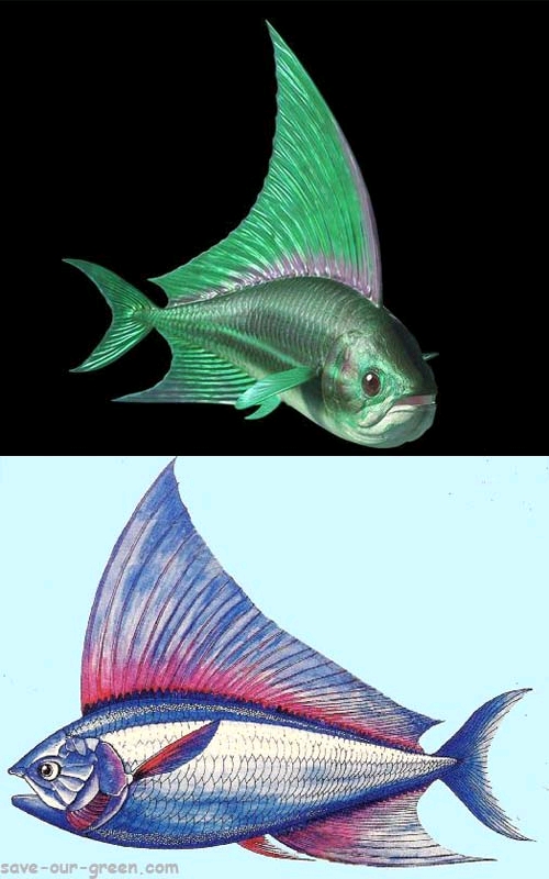 【黑水古生物7】班纳博格米努斯鱼(bananogmius)的幼体