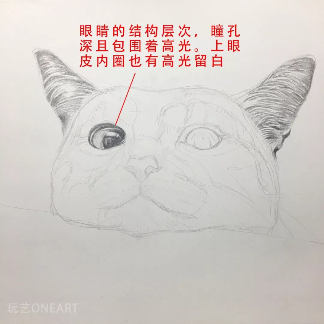 下面我们来根据详细教程,一步步学习素描猫咪的画法.