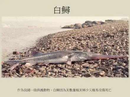 物种灭绝,长江“无鱼”,人类究竟要给地球动物带来多少伤害