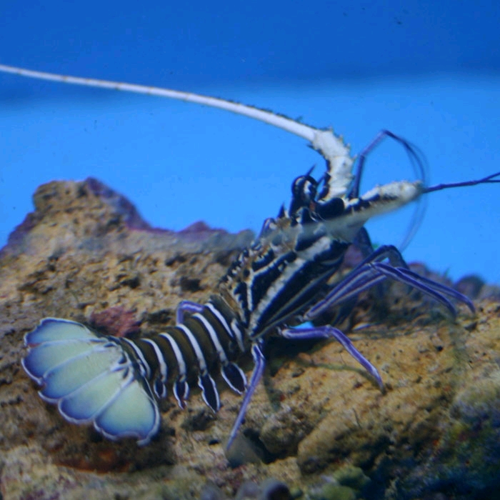 杂色龙虾(panulirus versicolor)
