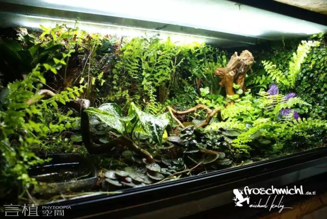 言植空间,植物科普,雨林造景,雨林缸,这些雨林缸:空缸