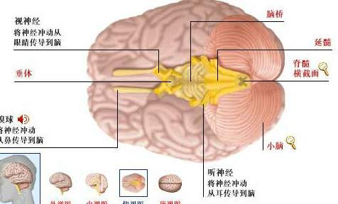史上最全的人体(组织器官)全图