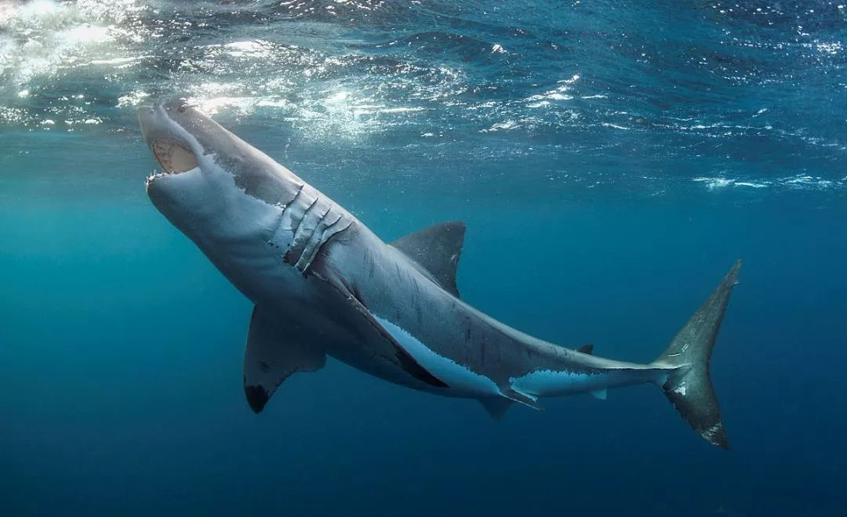 鲨鱼吃人不止在电影中科学家发现3000年前被鲨鱼咬死的日本人