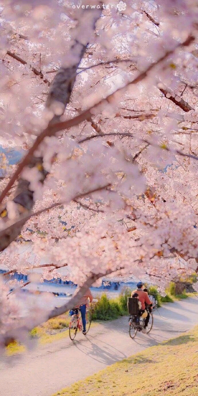 粉色樱花壁纸锁屏图