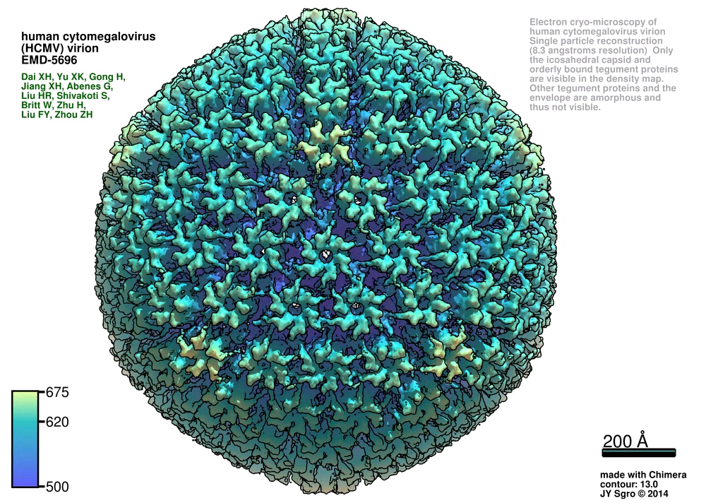 科技 自然 最大的疱疹病毒——巨细胞病毒病毒结构    巨细胞病毒具有