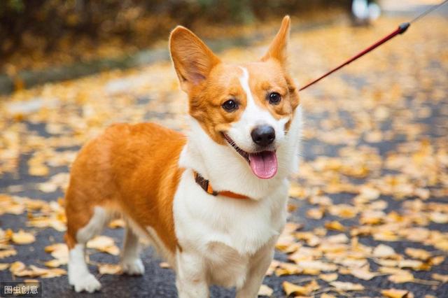 以为自己买的柯基是串串不一定因为柯基犬有3种