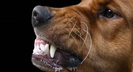 狗狗有这些现象,可能是狂犬病,要赶紧远离!