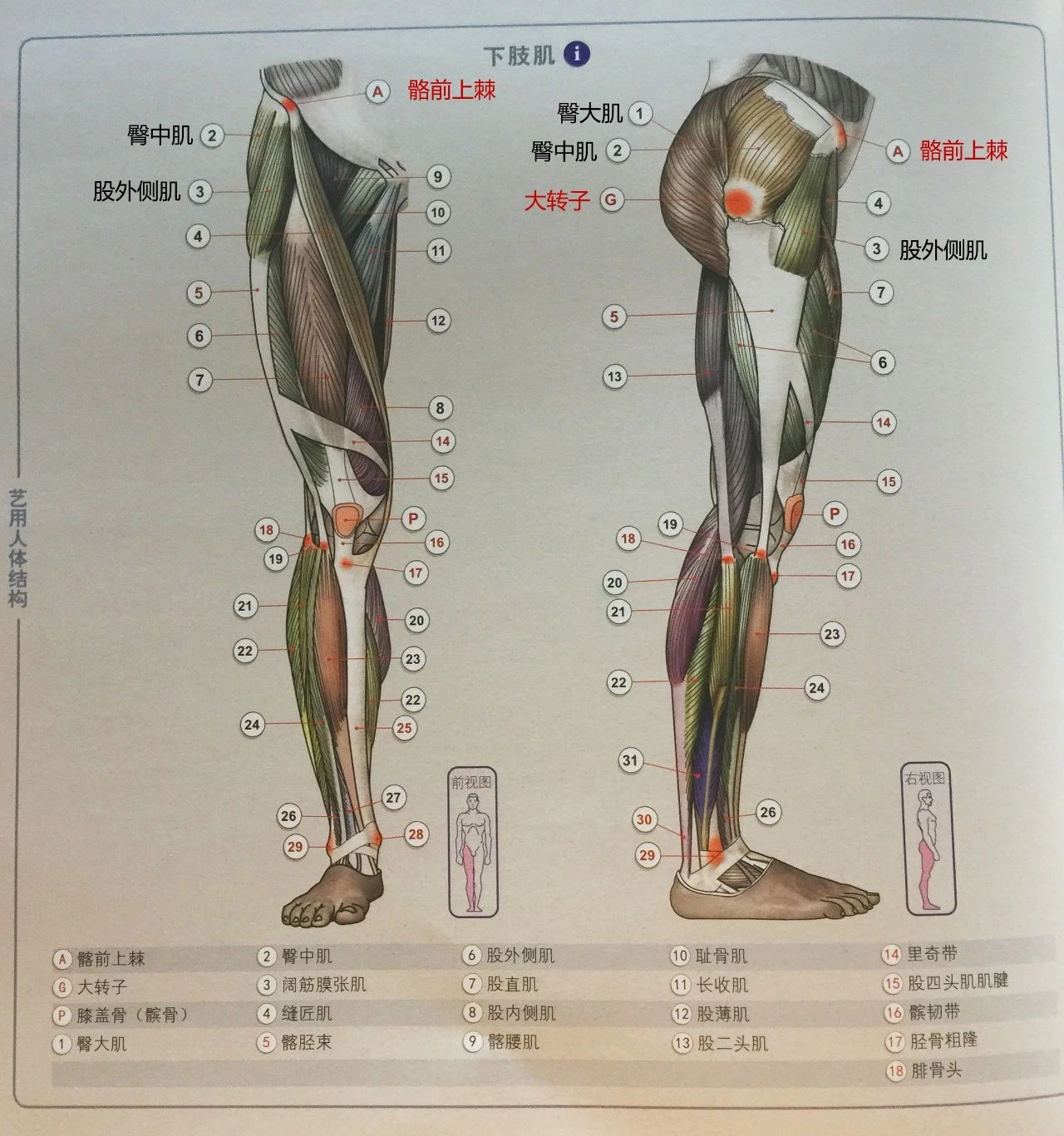 绘画详细教程不会画臀部臀部结构肌肉大法来啦赶紧收好