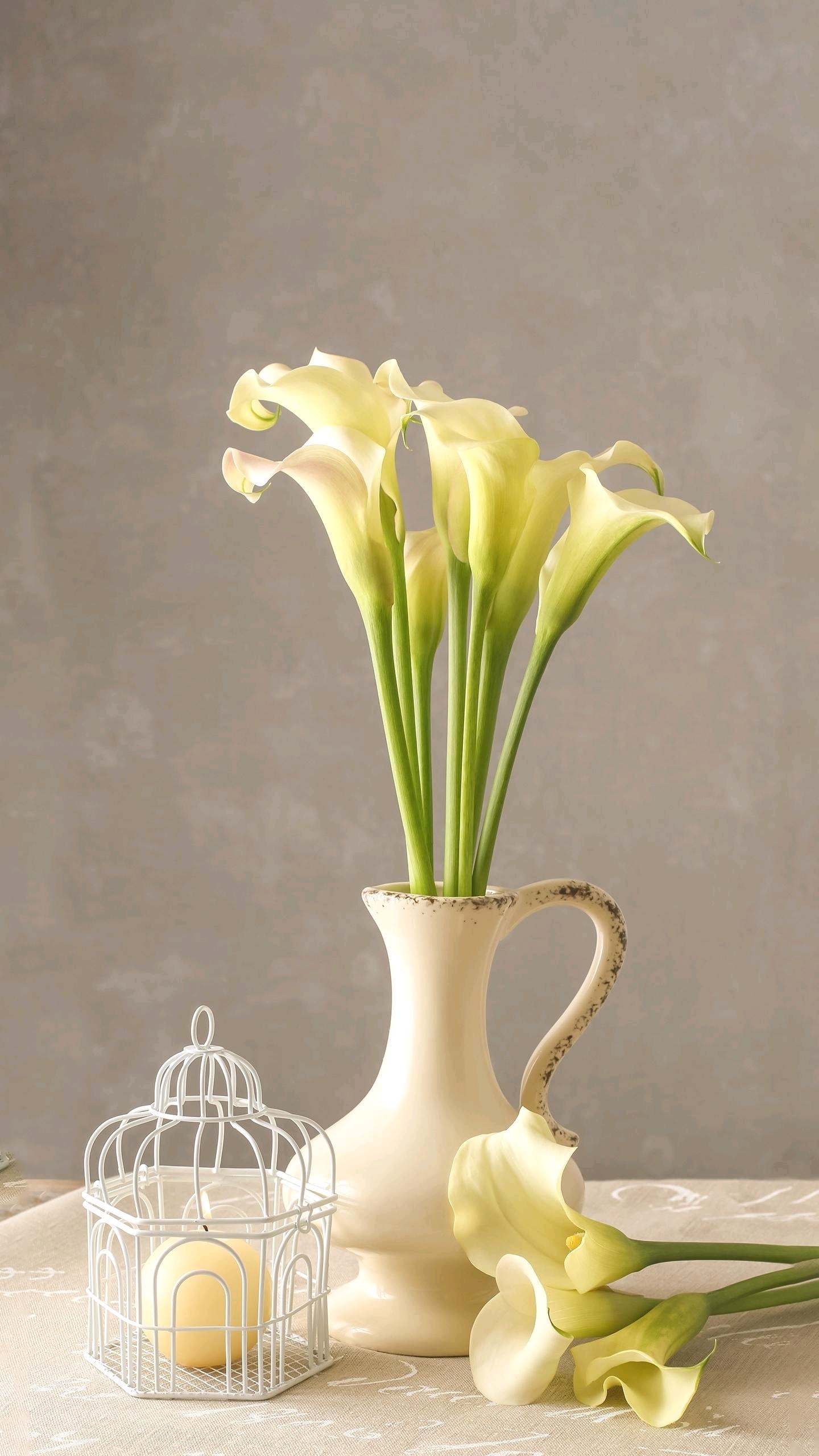 马蹄莲花语是纯洁与高贵 ,花朵绽放绚烂 ,线条舒展流畅,简约而不俗套.