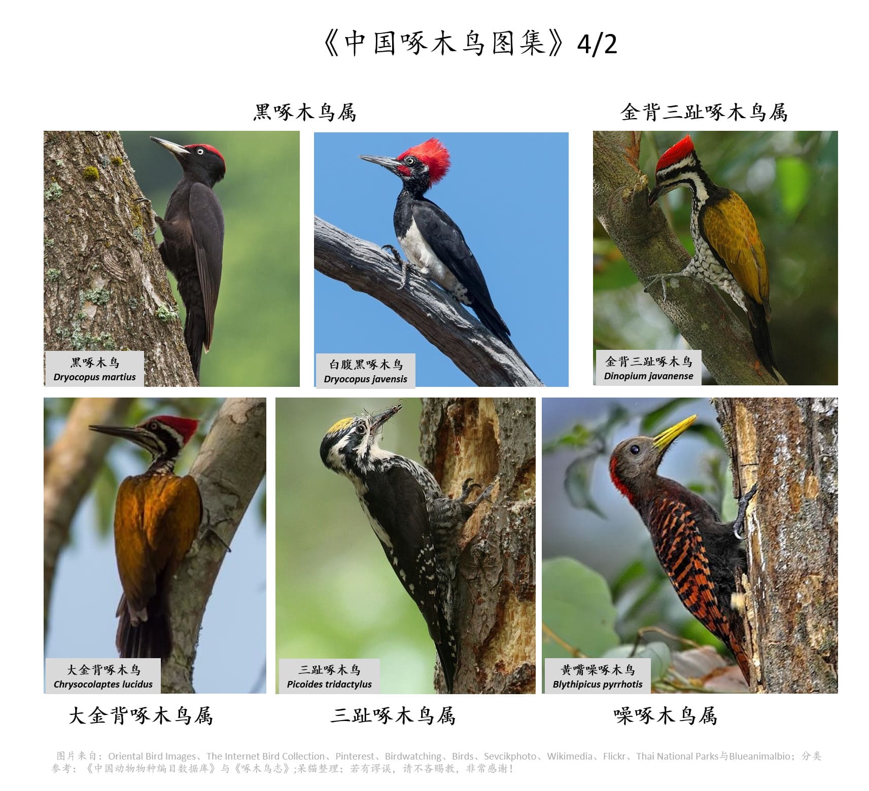 中国啄木鸟图集你身边都有哪些啄木鸟