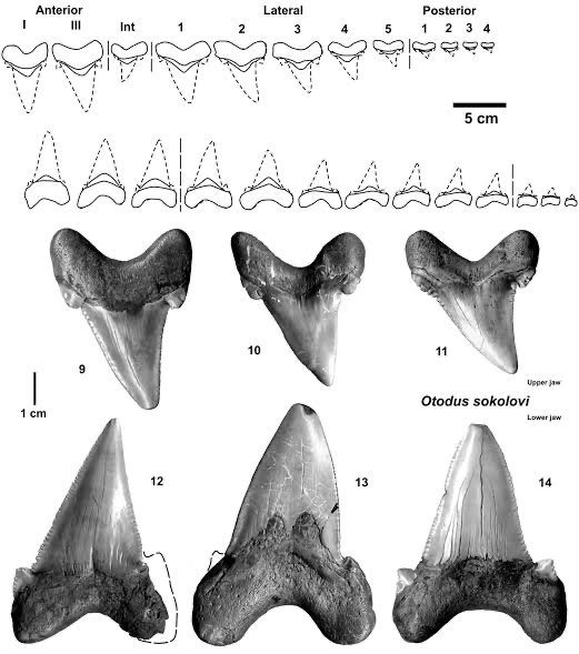 索科洛夫·耳齿鲨的齿列