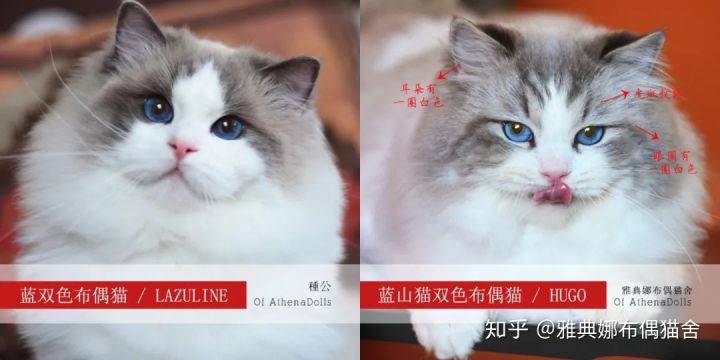 一看就懂的布偶猫品相评分标准花色构成及布偶猫品种历史沿革