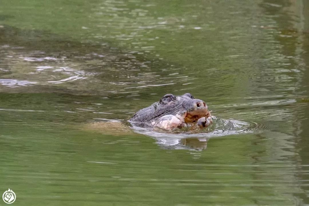 最后一只母斑鳖死了,这是全人类的失败