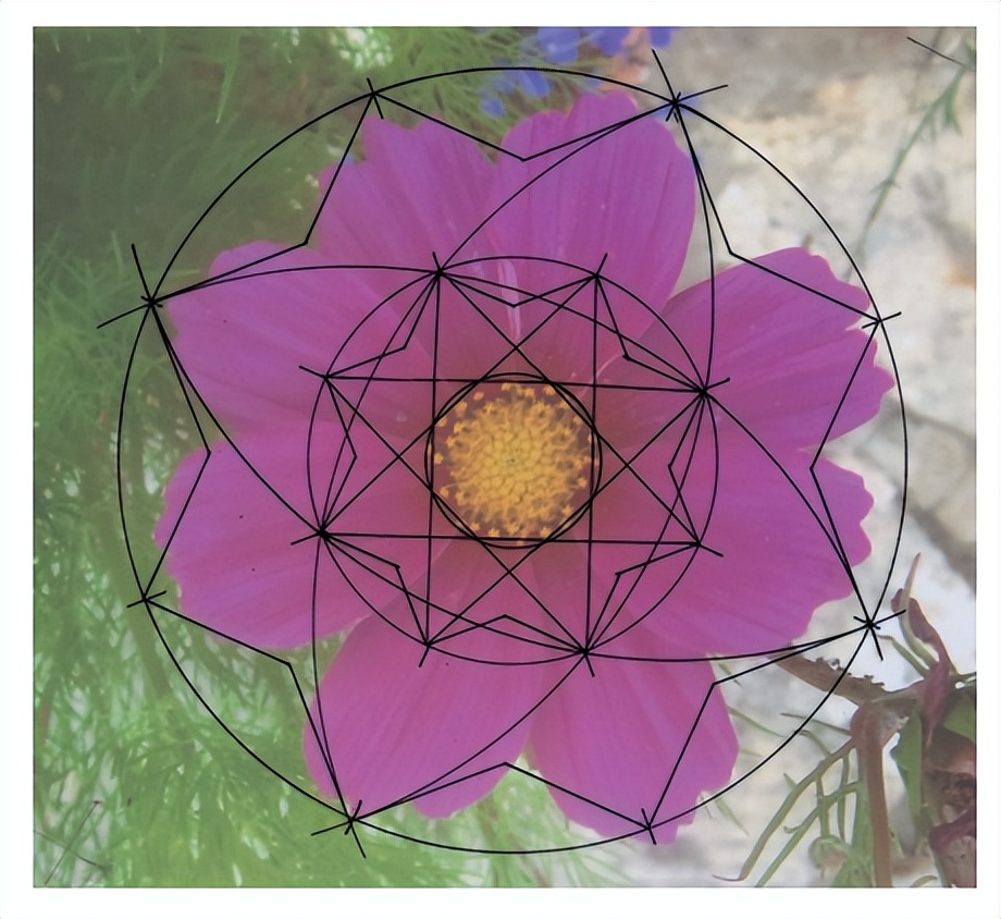 花朵的隐秘几何4:暴力拆解花朵的几何结构 (从6瓣到13瓣)