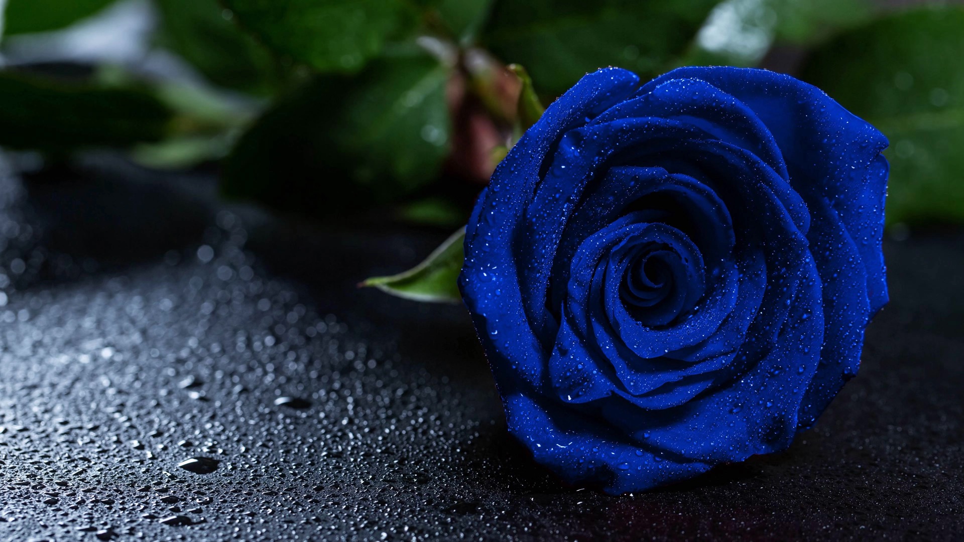 蓝色玫瑰高清动态壁纸