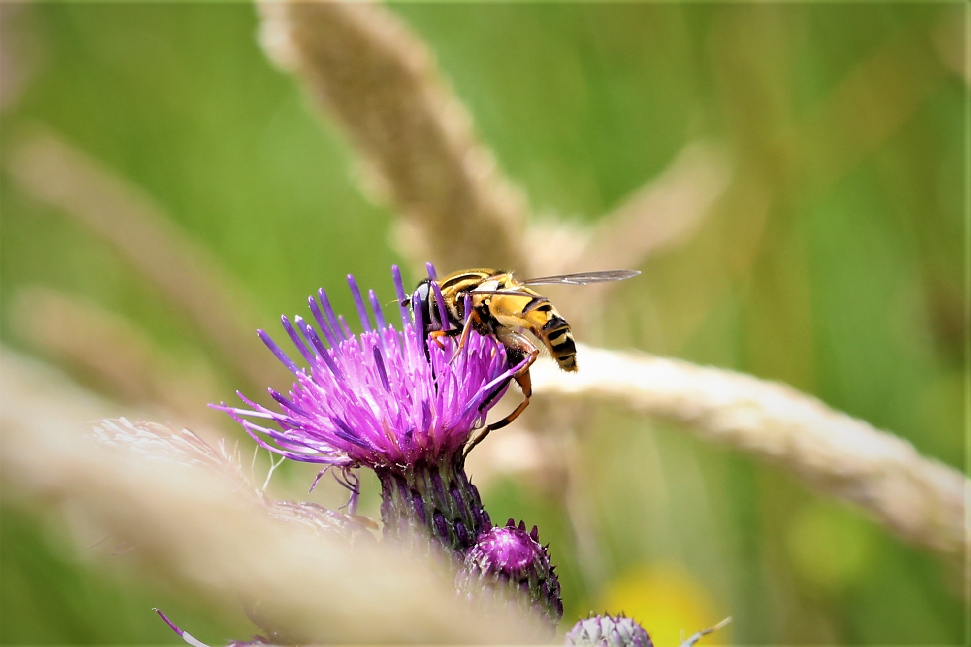 黑角条胸蚜蝇 helophilus pendulus