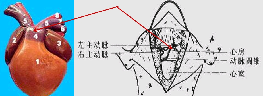 ，它是动脉根部的膨大，后端与心室相通，前端分为２支，即左右动脉干。心脏的背面观：用蛙心夹夹住心室尖端少许肌肉，将心室翻向头侧，观察背