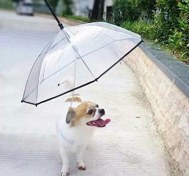 宠物专用雨伞, 不用担心狗狗淋雨了!