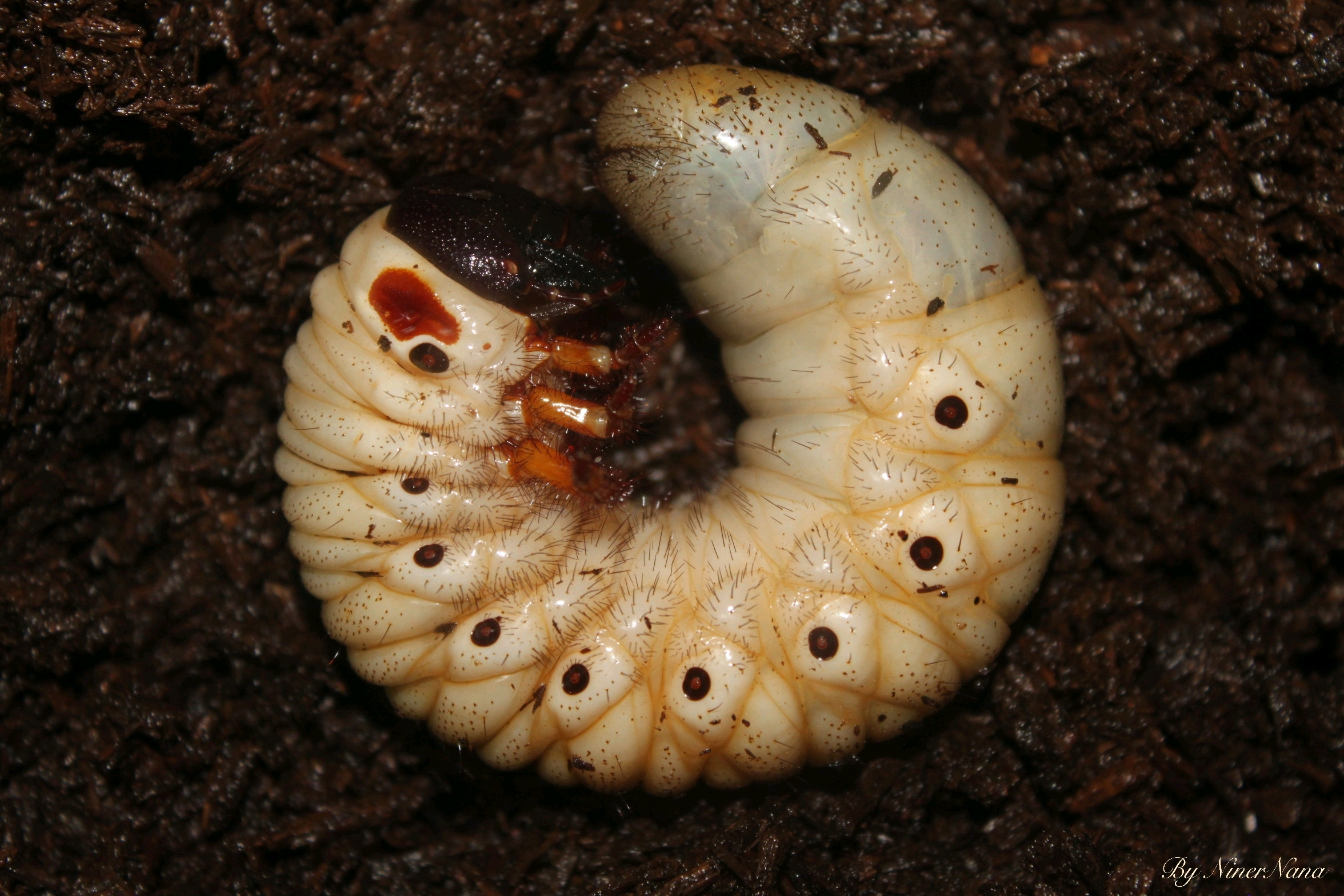 南洋大兜虫chalcosoma caucasus kirbyi(写真)幼虫