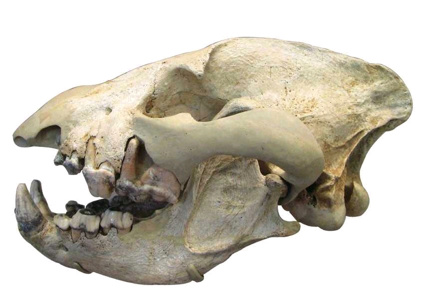 洞斑鬣狗的头骨化石,可以看到它们口中发达的臼齿.