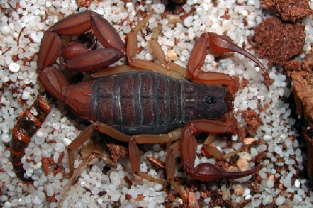 黄褐似刺尾蝎centruroidesochraceus pocock 1898