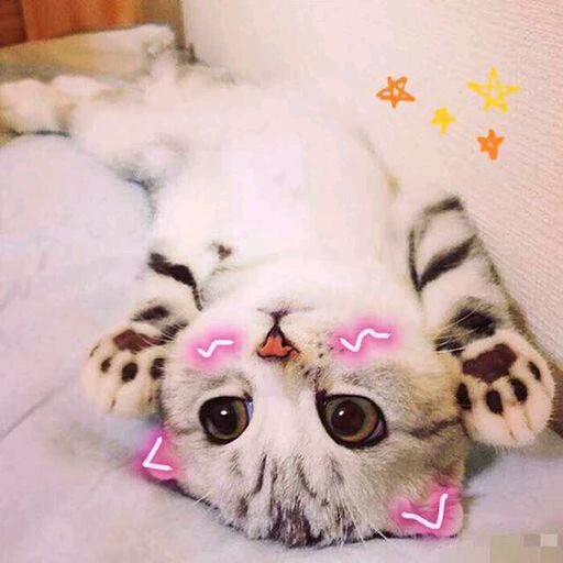 小可爱猫咪表情包要么④