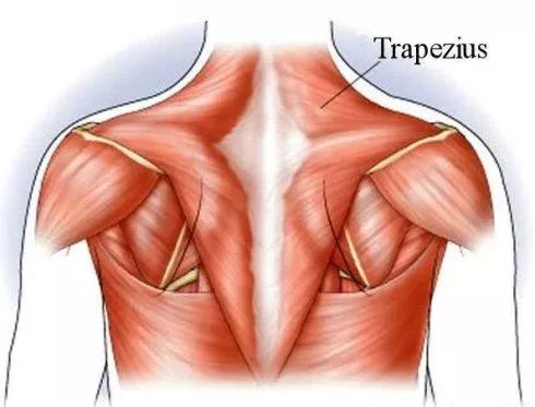 但集中锻炼斜方肌主要还是各种负重耸肩,此外锻炼肩部三角肌前束的