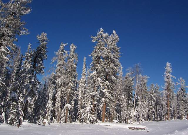 西伯利亚亚寒带针叶林