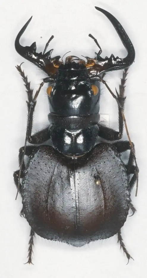 【物种科普】大王虎甲属 manticora 简介 v1.0