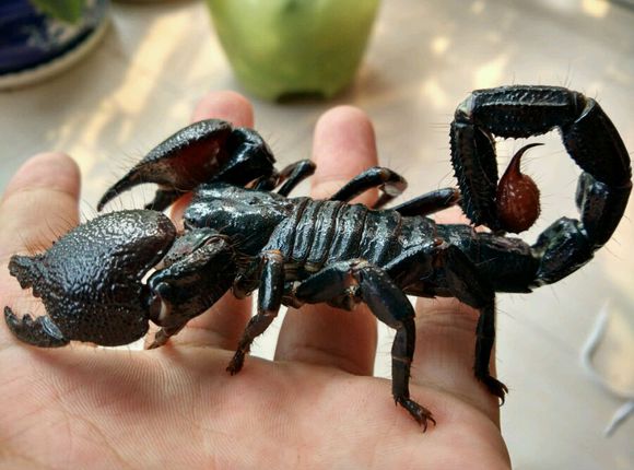 彼得异蝎和统治者帝王蝎的外形区别(给那些不懂的人看的)