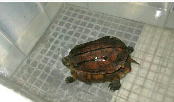 杂交龟!说多了都是泪儿