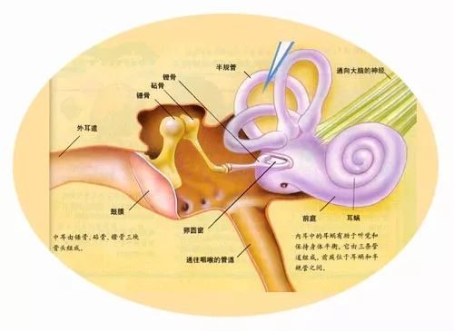让耳朵的构造告诉你真相