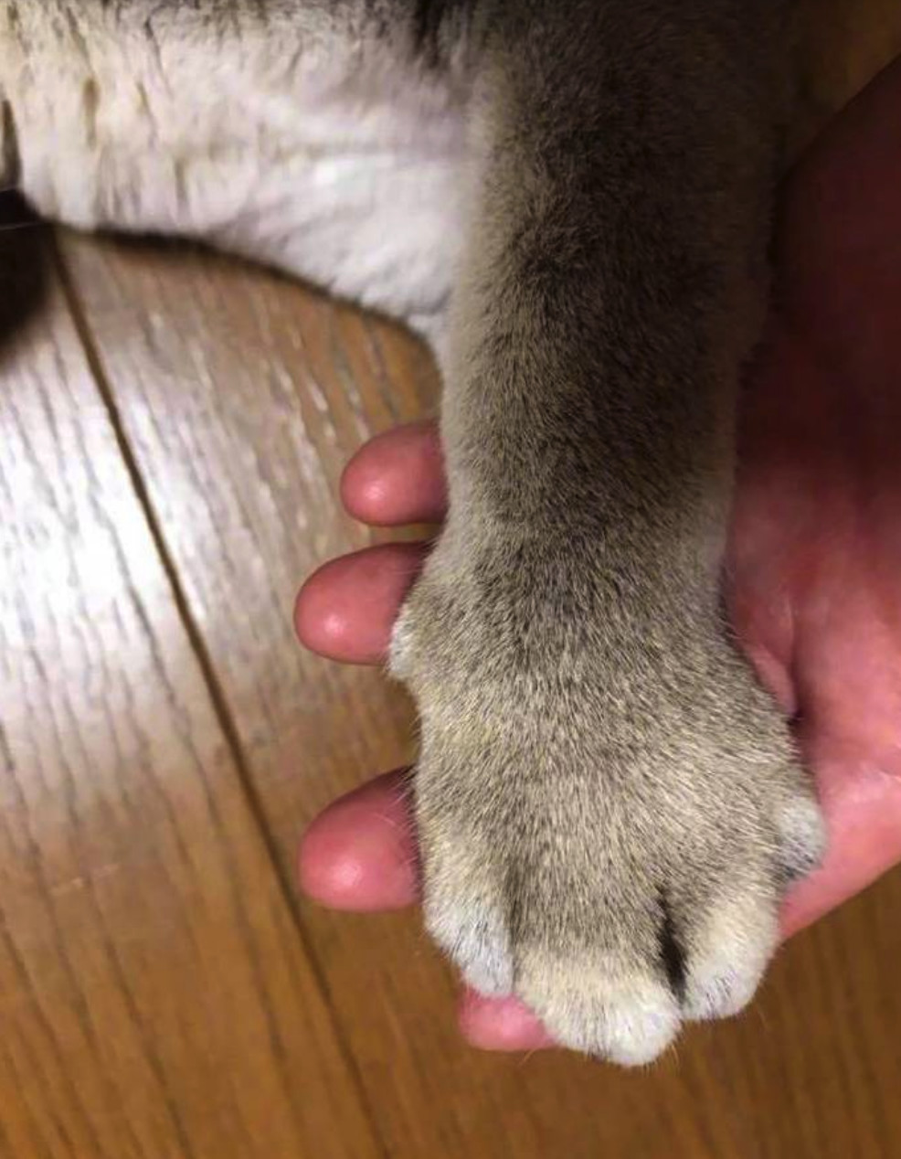 惹谁都别惹蜜蜂!小猫咪被蛰到脸肿,像被整了容!