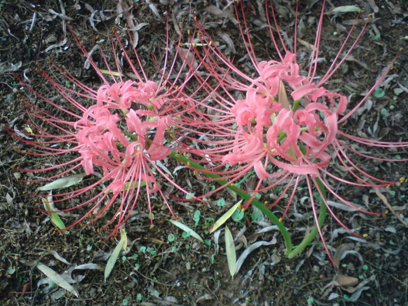 彼岸花,曼珠沙华,曼陀罗华,发簪