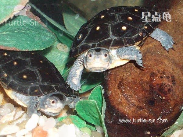 乌龟吃什么食物几天吃一次最好 13b1acebeecf0b87f3c5fd760747e9b07927c86d.jpg