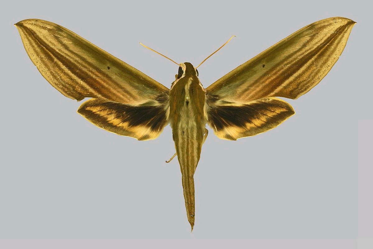 c属模式种:条背天蛾cechetra lineosa