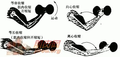 运动生理学之肌肉收缩的原理