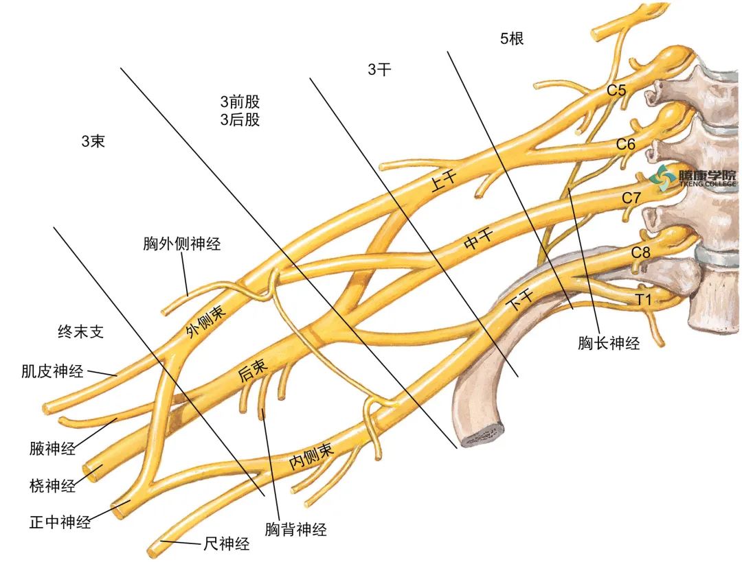 臂丛神经的解剖组成可以用"555"来记忆,即臂丛神经由c5～c8神经前支