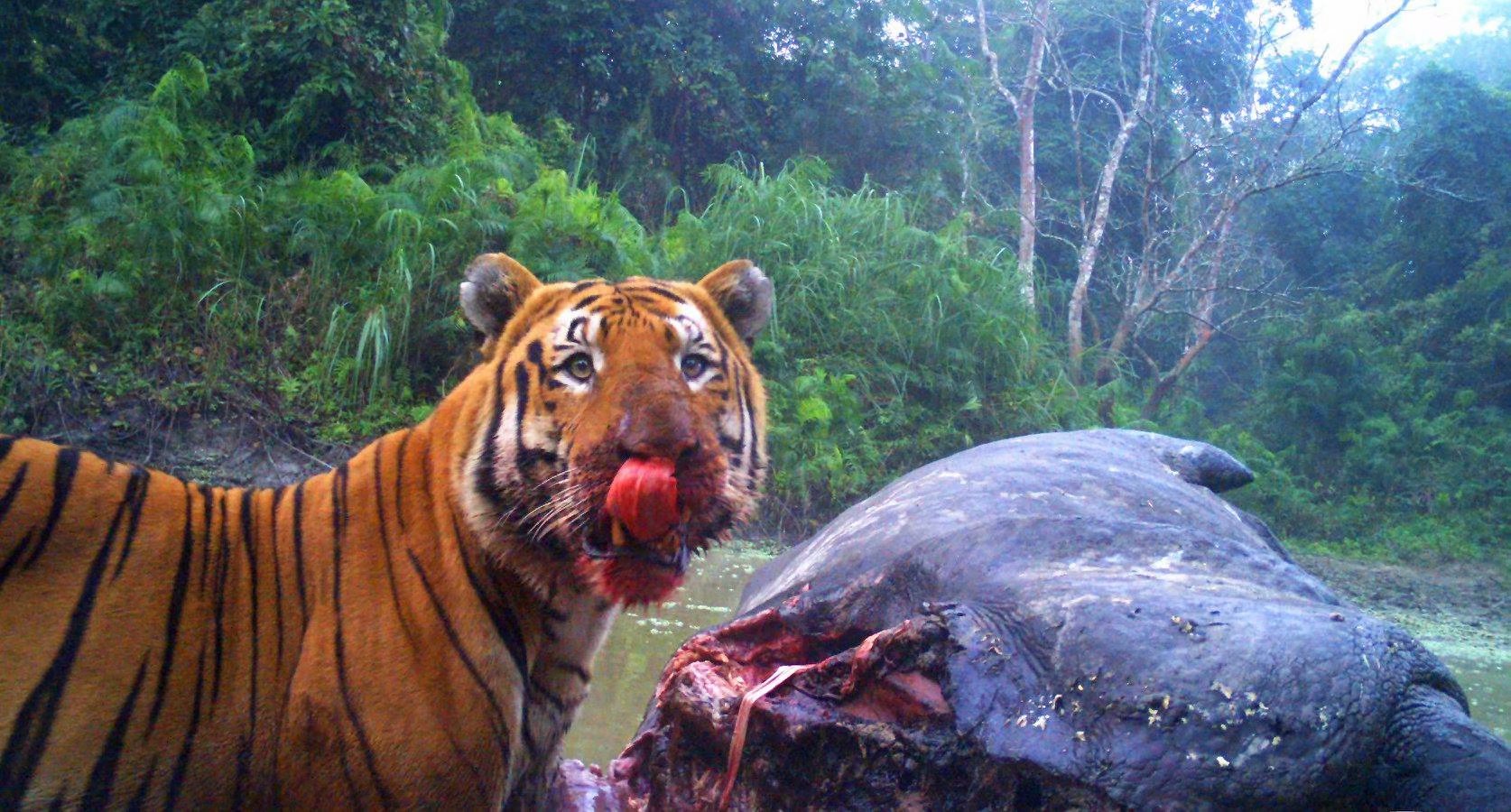 卡齐兰加的老虎图集领略下全世界最大的野生大猫种群上