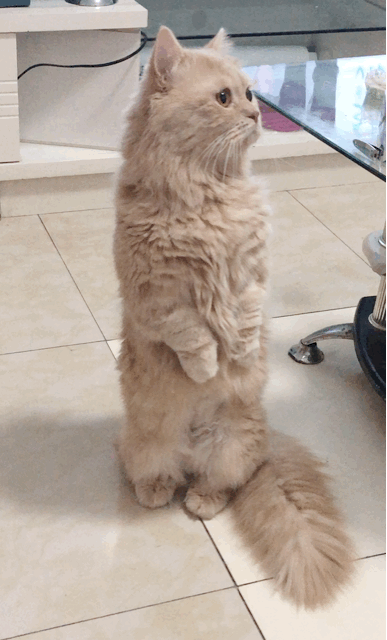 壁纸 动物 猫 猫咪 小猫 桌面 387_640 竖版 竖屏 手机 gif 动态图