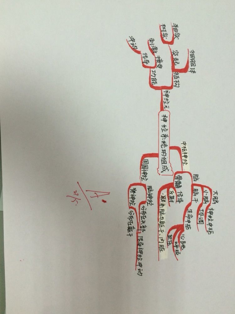 神经系统的组成思维导图神经系统的组成和功能示意图