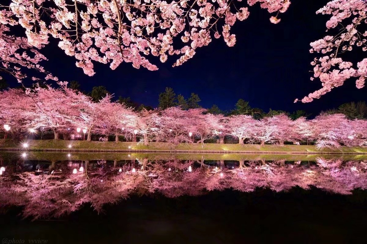 日本的樱花,莫名的美感.