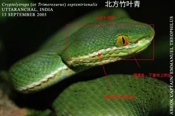 竹叶青属trimeresurus鉴赏你以为竹叶青都是原谅色的一场视觉盛宴等你