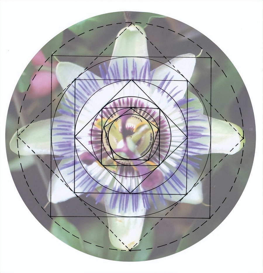 花朵的隐秘几何4:暴力拆解花朵的几何结构 (从6瓣到13瓣)