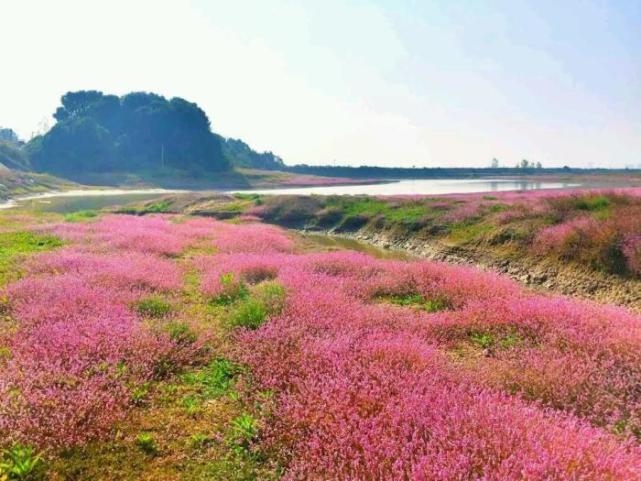 美不胜收的鄱阳湖蓼子花海好比世外桃源