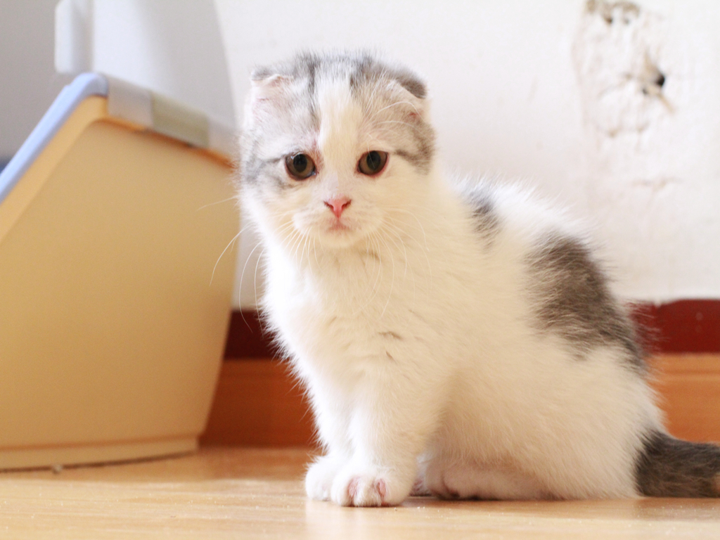 除了不要命的萌你一脸血之外 蹦蹦跳跳的幼猫其实真的很脆弱